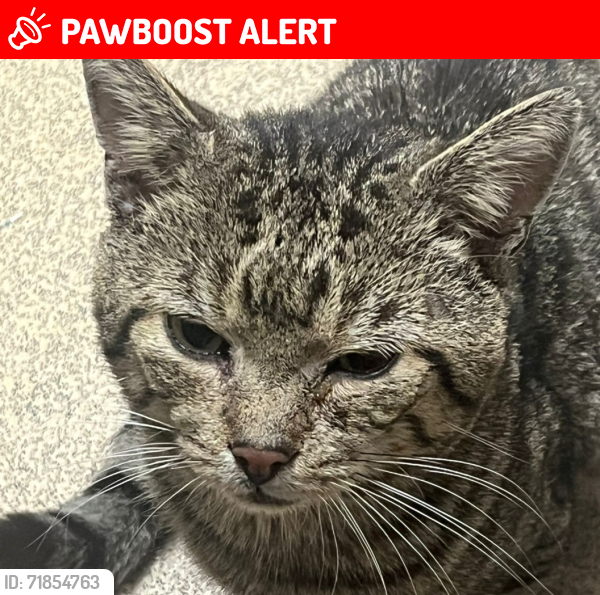 Lost Male Cat last seen Rushmoor Road Holmewood , West Yorkshire, England BD4