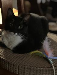 Lost Male Cat last seen Logan & Mowry , Fremont, CA 94538