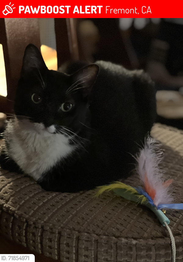 Lost Male Cat last seen Logan & Mowry , Fremont, CA 94538