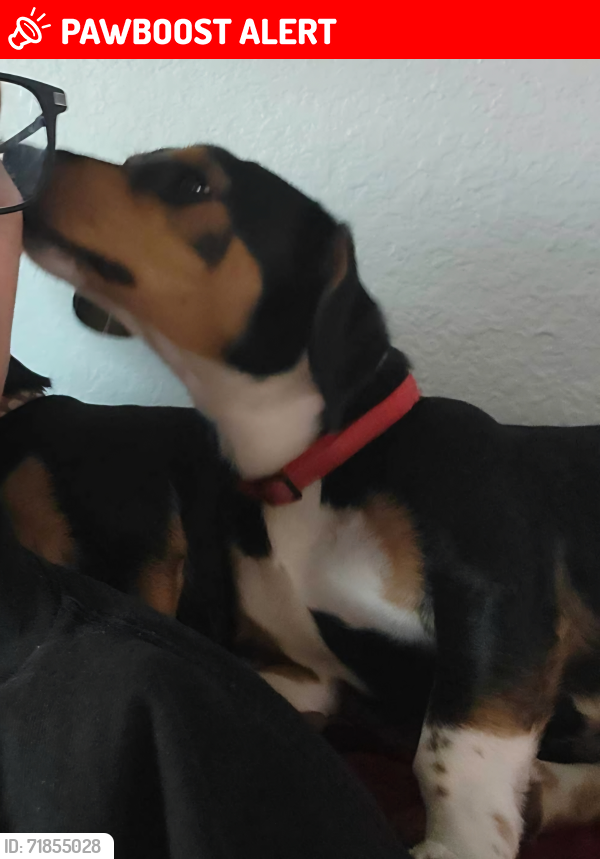 Lost Male Dog last seen Monte vista way, Thousand Palms, CA 92276