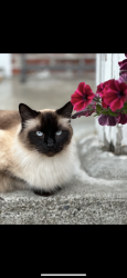 Lost Male Cat last seen Odle Middle school, Bellevue, WA 98007