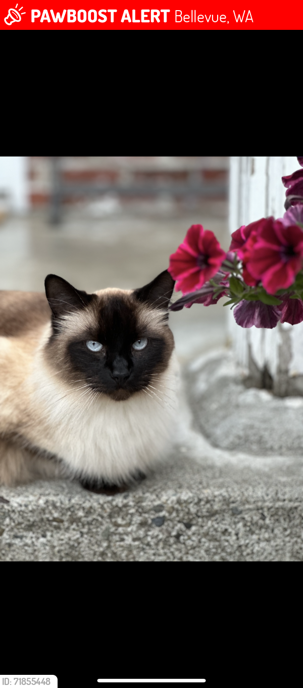 Lost Male Cat last seen Odle Middle school, Bellevue, WA 98007