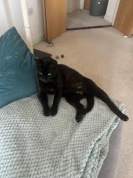 Lost Male Cat last seen Beckenham Grove, Bromley, Greater London, England BR2