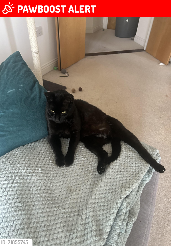Lost Male Cat last seen Beckenham Grove, Bromley, Greater London, England BR2