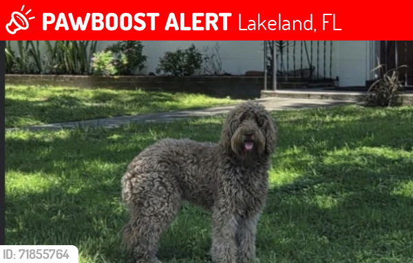 Lost Female Dog last seen Carleton st. Lakeland Fl, Lakeland, FL 33803