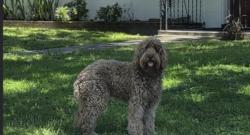 Lost Female Dog last seen Carleton st. Lakeland Fl, Lakeland, FL 33803