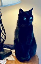 Lost Female Cat last seen Mayfield Drive, Smyrna, TN. Possible sighting near Mapleview Cemetery, Smyrna, TN., Smyrna, TN 37167