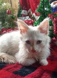 Lost Male Cat last seen Please call or text, Smyrna, GA 30082