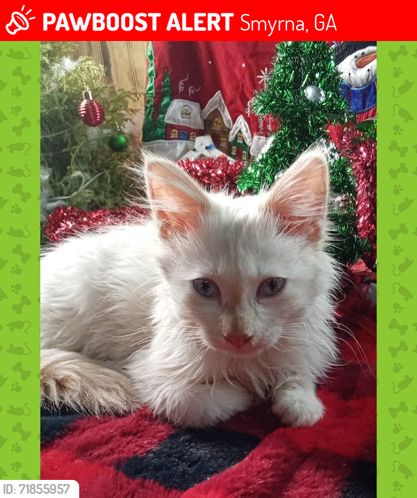 Lost Male Cat last seen Please call or text, Smyrna, GA 30082