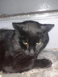 Lost Male Cat last seen Lordsfield, Greater Manchester, England OL7 9BU