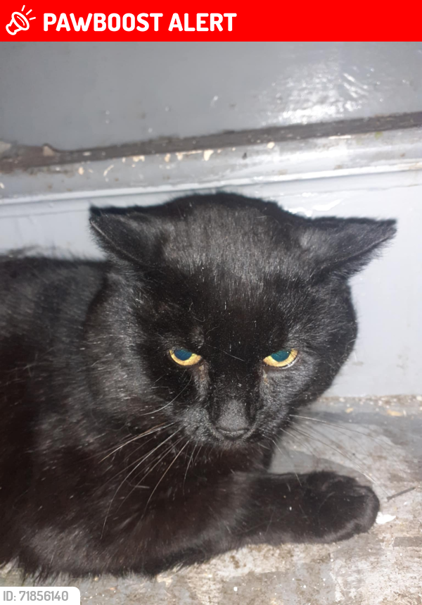 Lost Male Cat last seen Lordsfield, Greater Manchester, England OL7 9BU