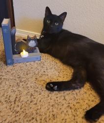 Lost Male Cat last seen NORTHERN & UNSER / IDELIA, Rio Rancho, NM 87124