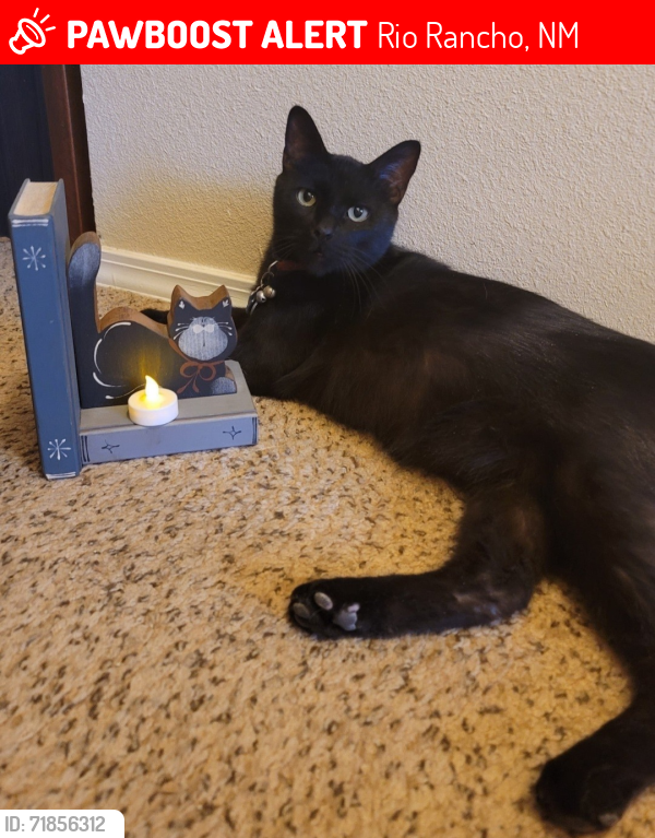 Lost Male Cat last seen NORTHERN & UNSER / IDELIA, Rio Rancho, NM 87124