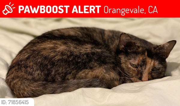 Lost Female Cat last seen Mississippi Bar Dr and Bison, Orangevale, CA 95662