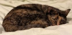 Lost Female Cat last seen Mississippi Bar Dr and Bison, Orangevale, CA 95662
