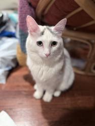 Lost Female Cat last seen Wolfin ave, Amarillo, TX 79109