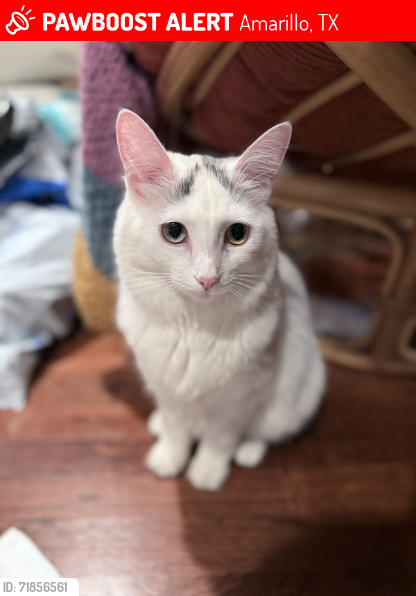 Lost Female Cat last seen Wolfin ave, Amarillo, TX 79109