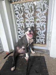 Reunited Female Dog last seen Minnehaha and clarence, Saint Paul, MN 55106