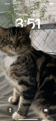 Lost Male Cat last seen Near , Pasadena, TX 77506