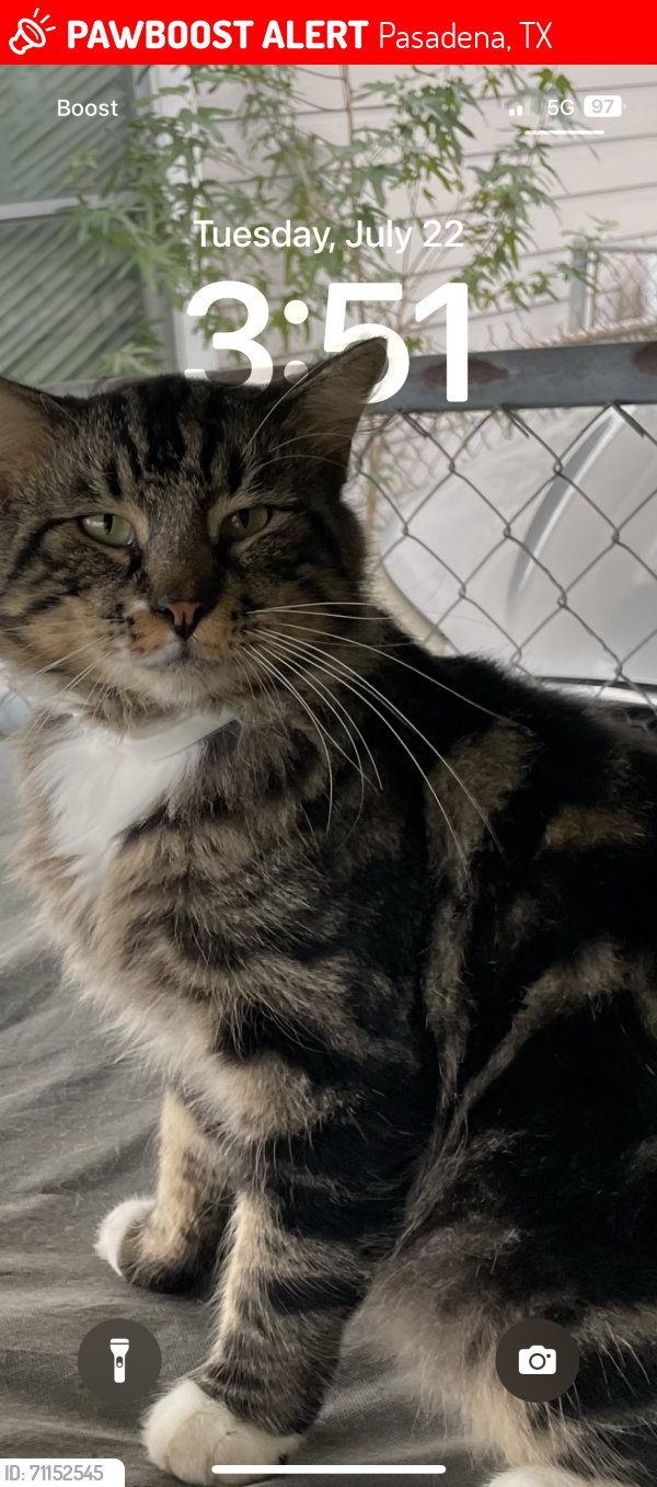 Lost Male Cat last seen Near , Pasadena, TX 77506