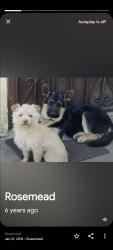 Lost Male Dog last seen Walnut Grove & man , Rosemead, CA 91770