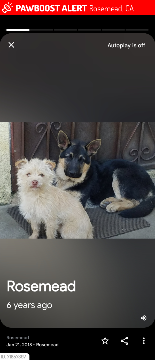 Lost Male Dog last seen Walnut Grove & man , Rosemead, CA 91770