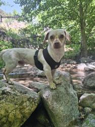 Lost Male Dog last seen Near iris CT fullerton ca , Fullerton, CA 92833