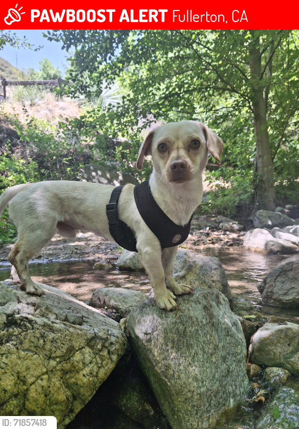 Lost Male Dog last seen Near iris CT fullerton ca , Fullerton, CA 92833