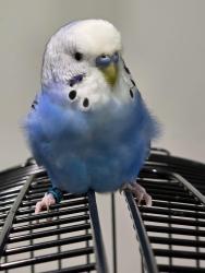 Lost Male Bird last seen Anderson twp, Ohio 45255, Cincinnati, OH 45255