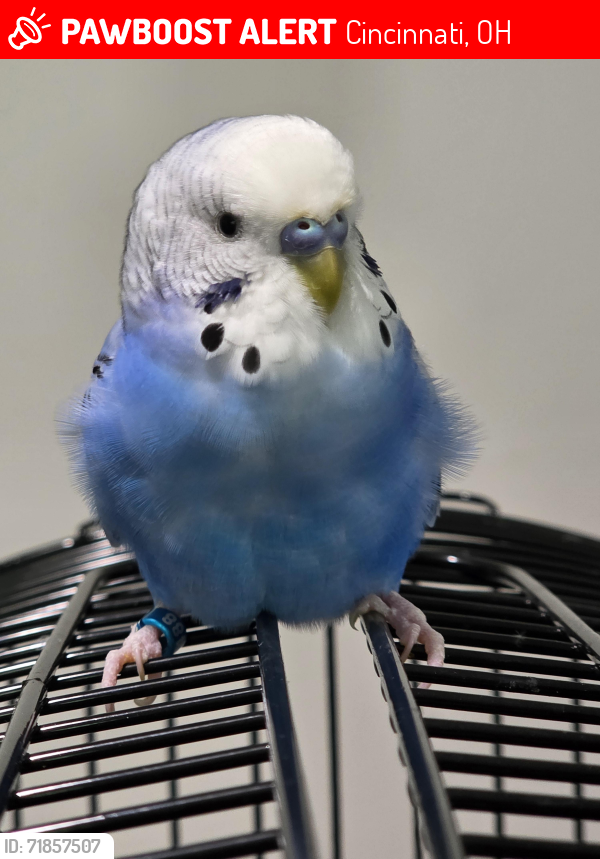 Lost Male Bird last seen Anderson twp, Ohio 45255, Cincinnati, OH 45255