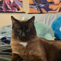 Lost Male Cat last seen Chamonix Way, Riverton, UT 84065