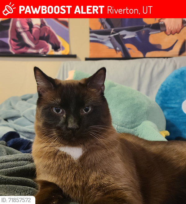 Lost Male Cat last seen Chamonix Way, Riverton, UT 84065