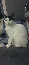 Lost Female Cat last seen Standish Street, St Helens, England 