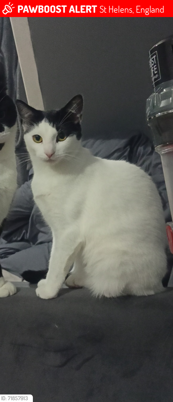 Lost Female Cat last seen Standish Street, St Helens, England 