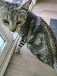 Reunited Female Cat last seen Mountain Ridge Dr, Fullerton, CA, USA, Fullerton, CA 92831