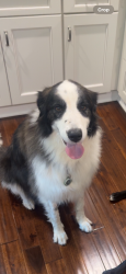 Lost Female Dog last seen Wooded area behind Carbonton road, Sanford, NC 27330