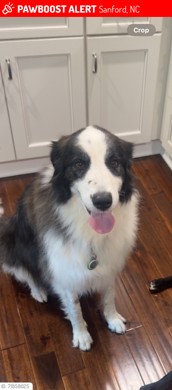 Lost Female Dog last seen Wooded area behind Carbonton road, Sanford, NC 27330