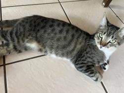 Lost Male Cat last seen Llama dr, Poinciana, FL 34759