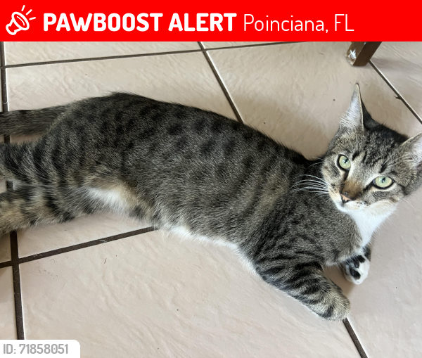 Lost Male Cat last seen Llama dr, Poinciana, FL 34759
