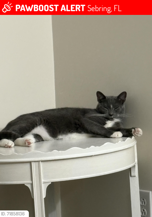 Lost Female Cat last seen Summit Dr, Lakeview Dr, Ben Eastman, Sebring Pkwy, Lake Jackson, Sebring, FL 33870