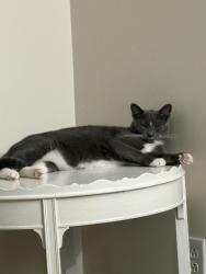 Lost Female Cat last seen Summit Dr, Lakeview Dr, Ben Eastman, Sebring Pkwy, Lake Jackson, Sebring, FL 33870