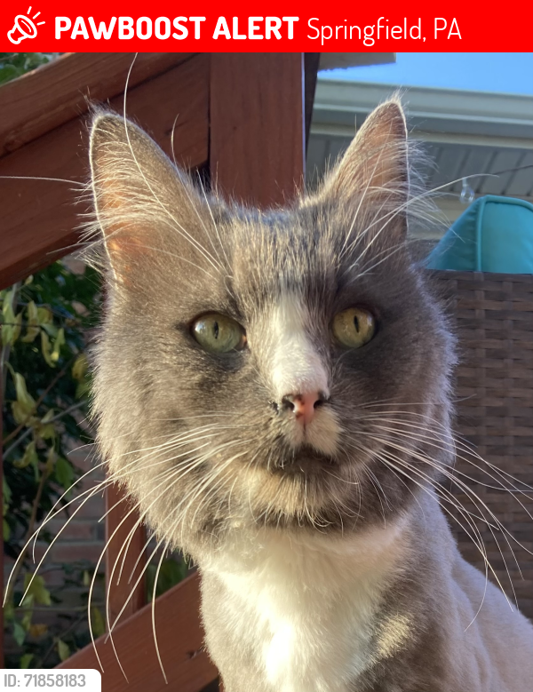 Lost Male Cat last seen Vernon & Kennerly roads, Springfield, PA 19064