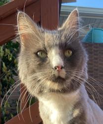 Lost Male Cat last seen Vernon & Kennerly roads, Springfield, PA 19064