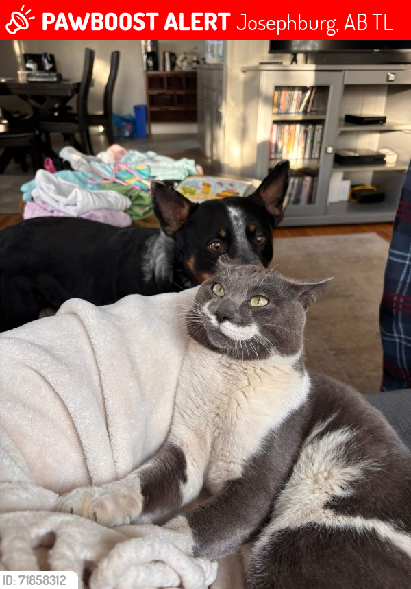 Lost Male Cat last seen Josephburg Alberta , Josephburg, AB T8L