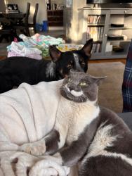 Lost Male Cat last seen Josephburg Alberta , Josephburg, AB T8L