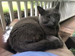 Lost Male Cat last seen Monarch Place, Kestral and Stallings road, Taylors, SC 29687
