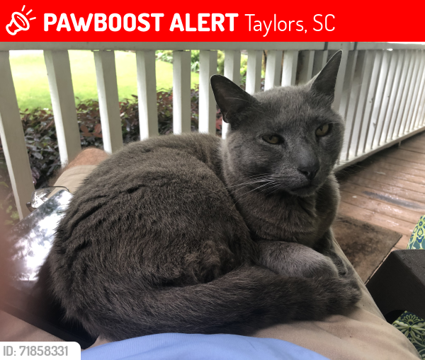 Lost Male Cat last seen Monarch Place, Kestral and Stallings road, Taylors, SC 29687
