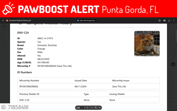 Lost Male Cat last seen sandrala, Punta Gorda, FL 33955