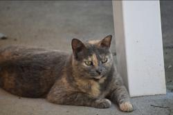 Lost Female Cat last seen Latimer Dr Kernersville,  NC, Kernersville, NC 27284