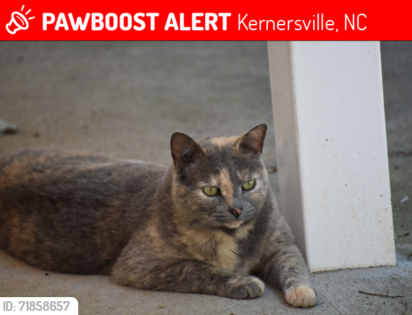 Lost Female Cat last seen Latimer Dr Kernersville,  NC, Kernersville, NC 27284